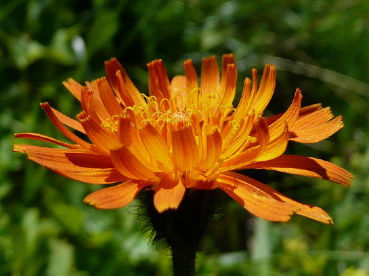 Flora Alpina delle Alpi Occidentali